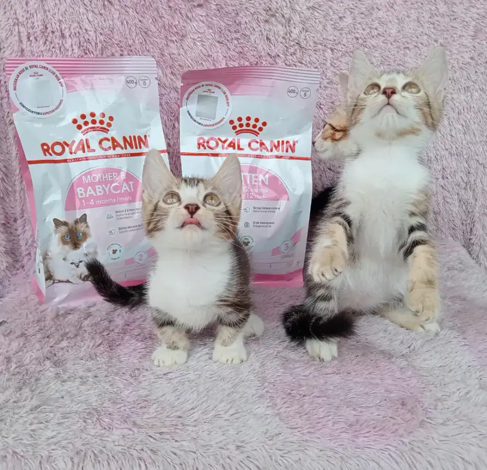 Kucing munchkin genetta mix persia,2 betina,1 jantan