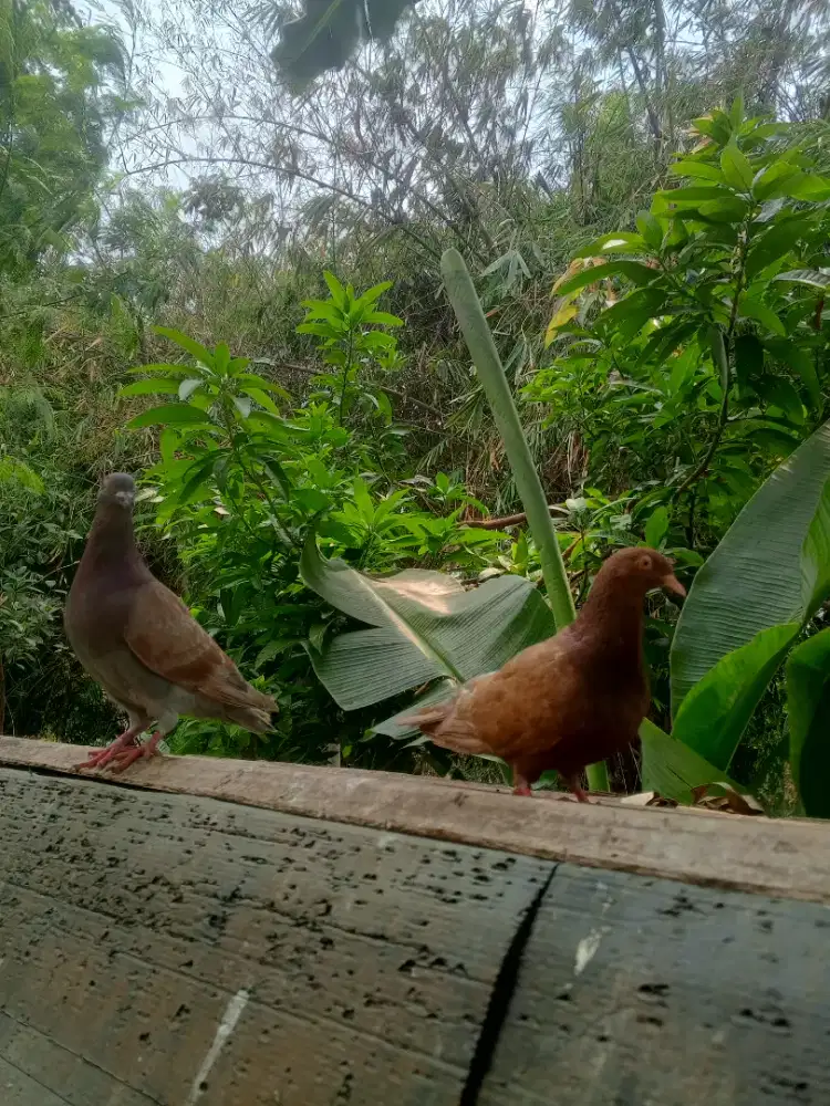 Merpati dara / Burung dara Giring