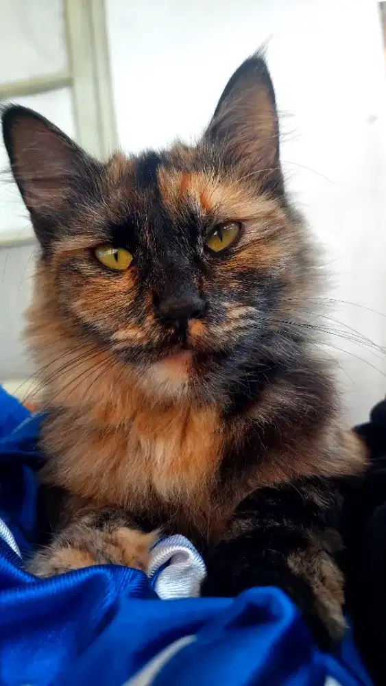 Kucing betina persia mix