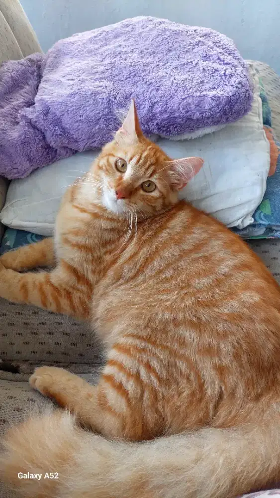 Kucing jantan anggora mix persia