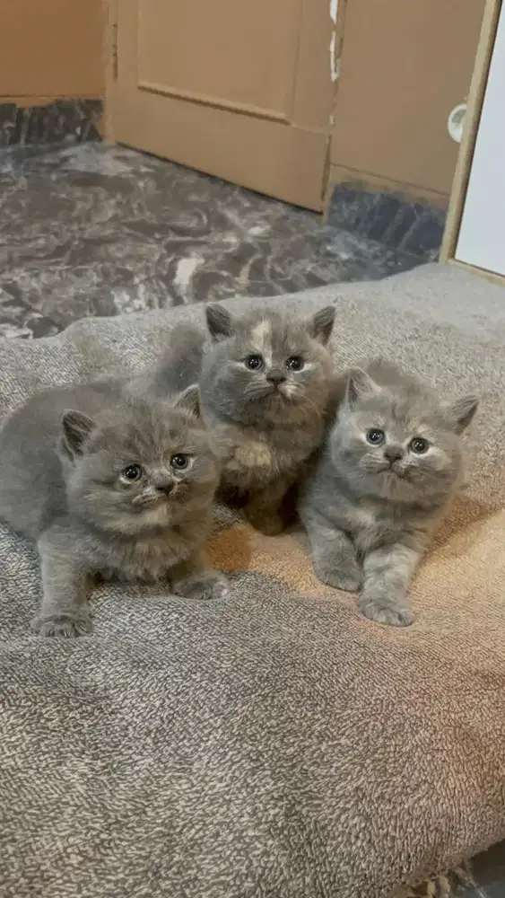Kucing Kitten BSH British Shorthair