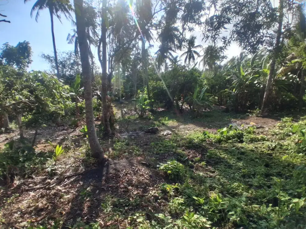 Dijual Murah Tanah Kebun Cocok untuk Kebun Produktif dan Villa