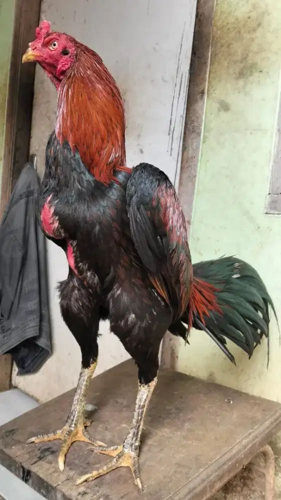 Ayam aduan bk selatan jalu oke