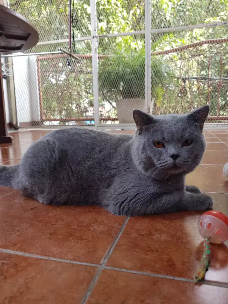 OPEN ADOP KUCING BSH