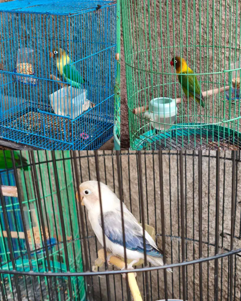 Love Bird Dewasa