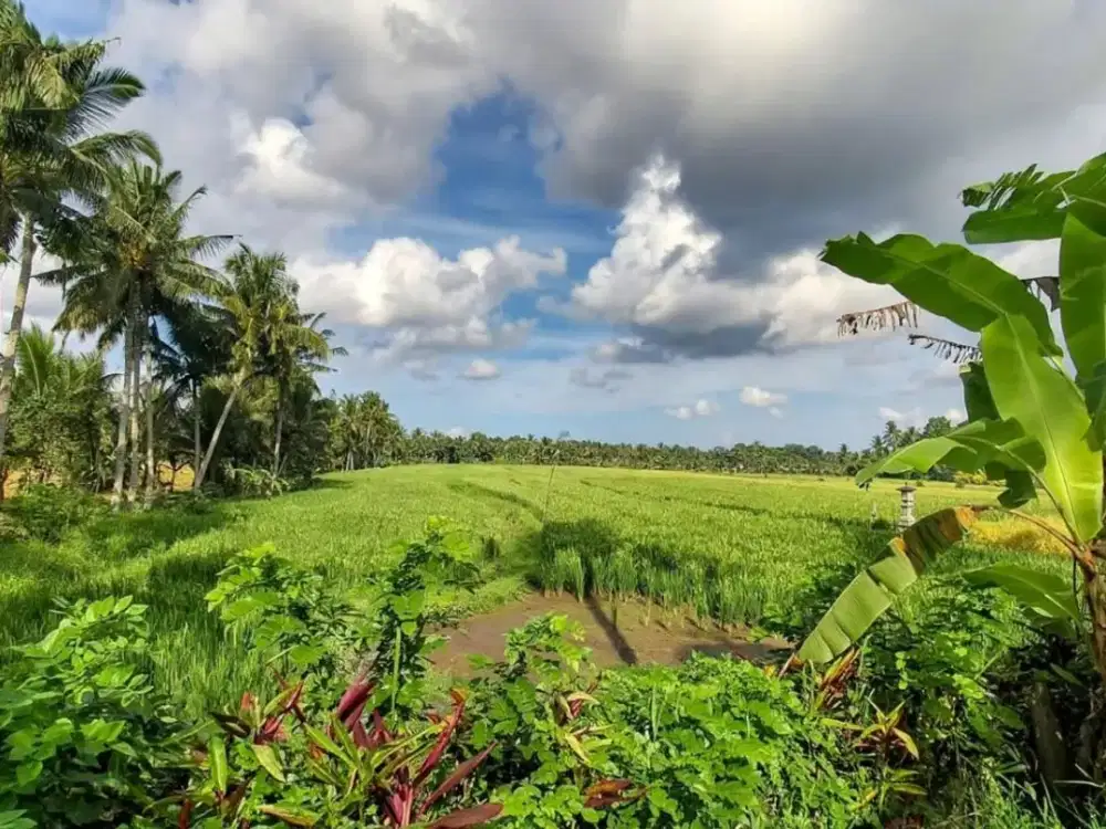 Dijual Tanah Super View Sawah Legalitas SHM Luas 12 Are