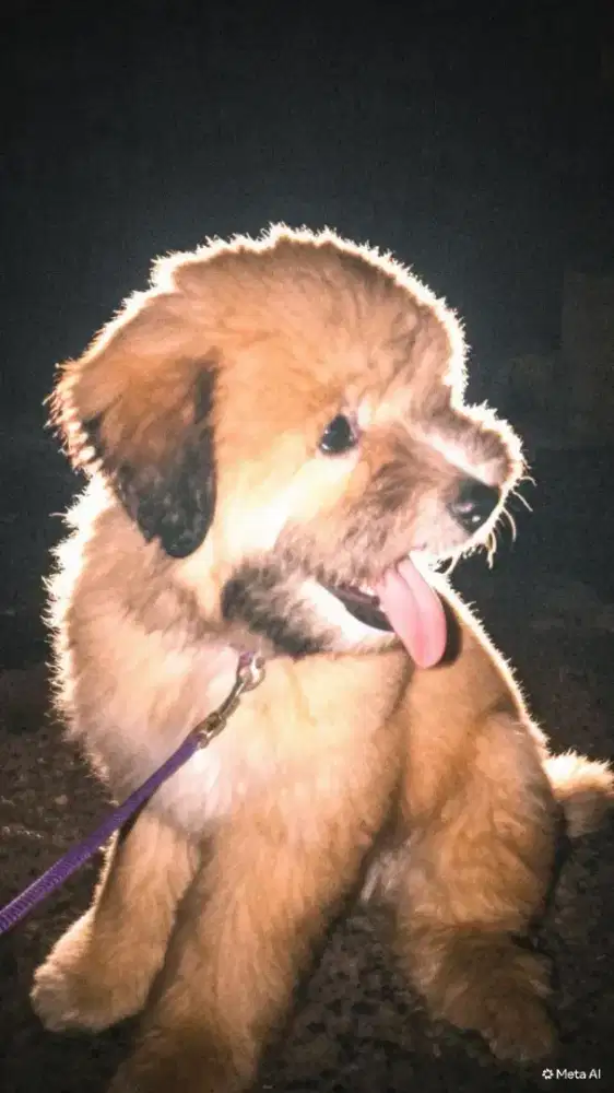 ANAK ANJING JANTAN