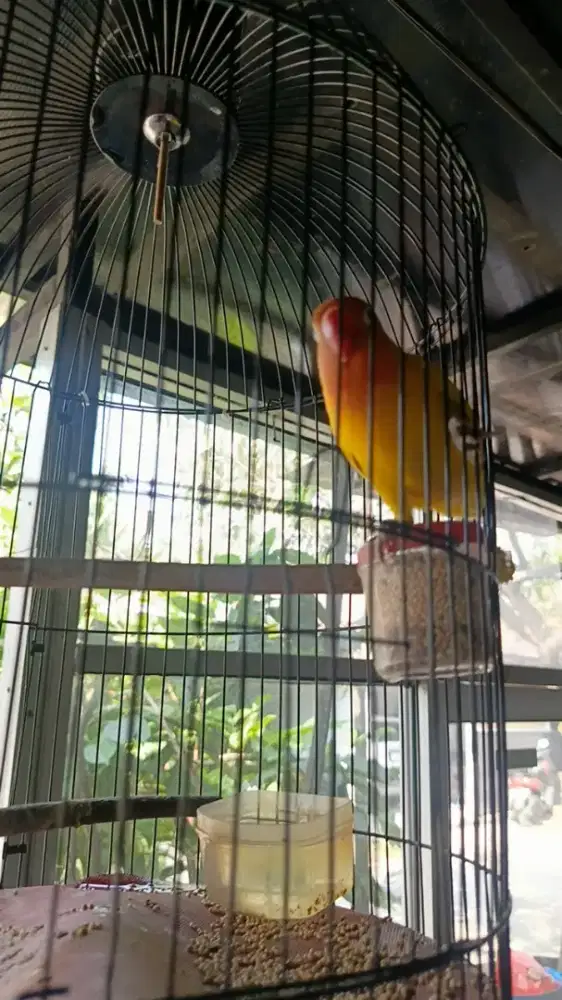 Lovebird lutino