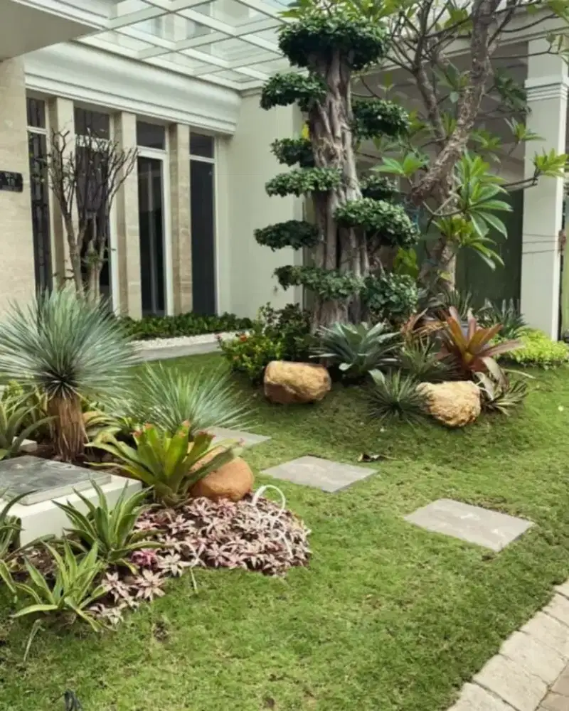 Rumput jepang super/rumput taman