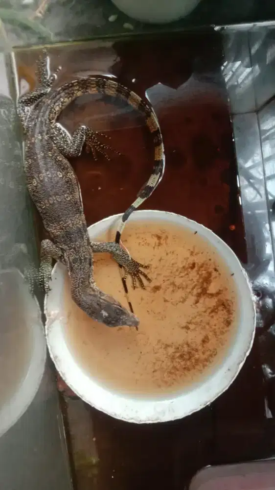 Biawak kecil reptil