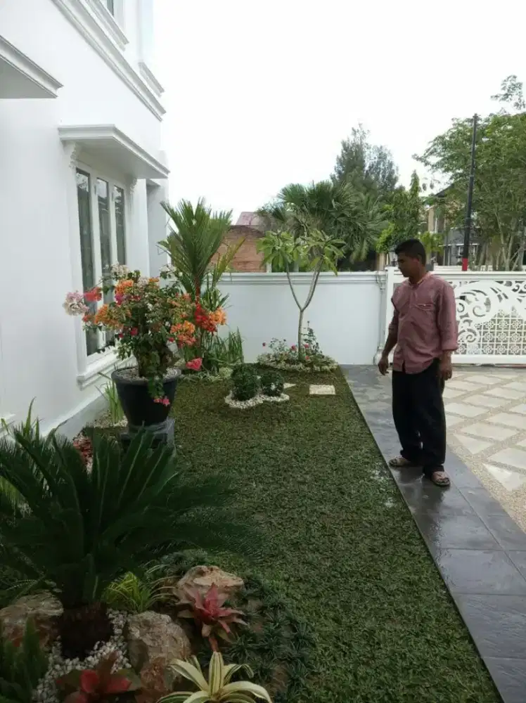 Menjual rumput taman/rumput gajah mini