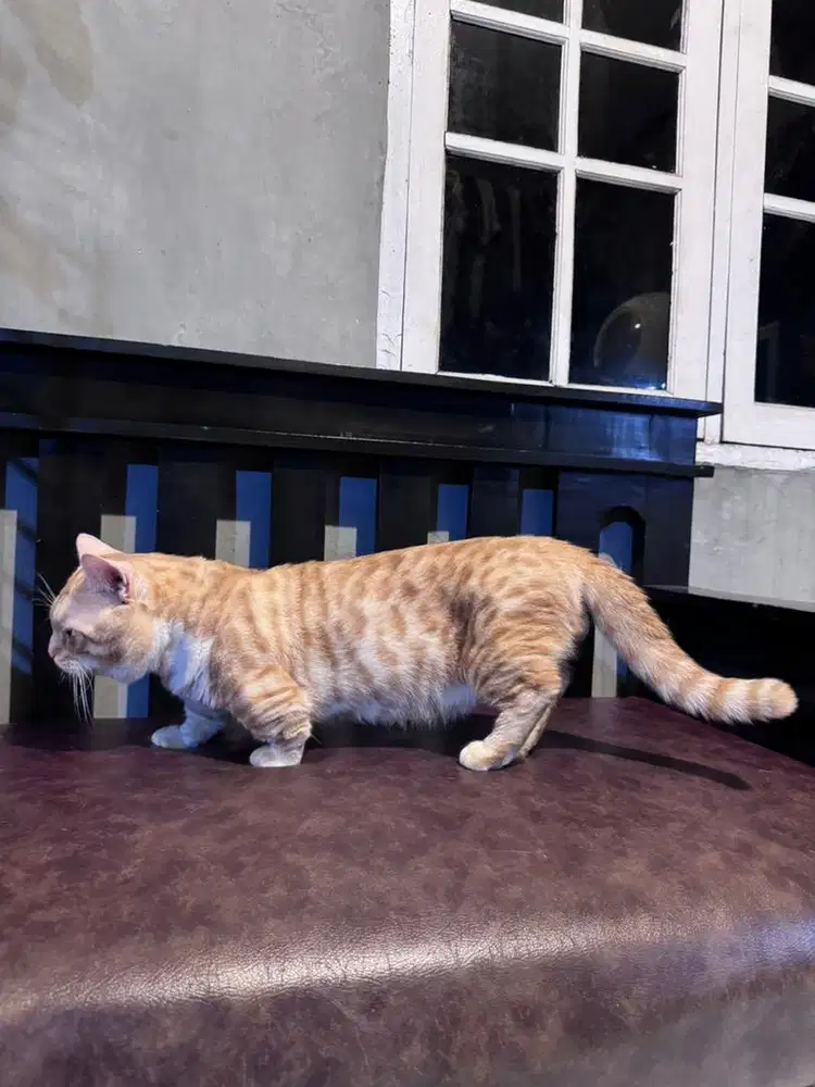 KUCING MUNCKIN BSH