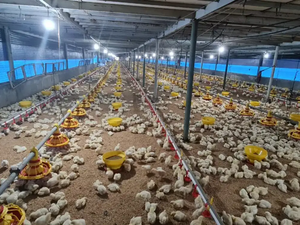 Kandang Ayam Broiler Sistem Close House di Subang