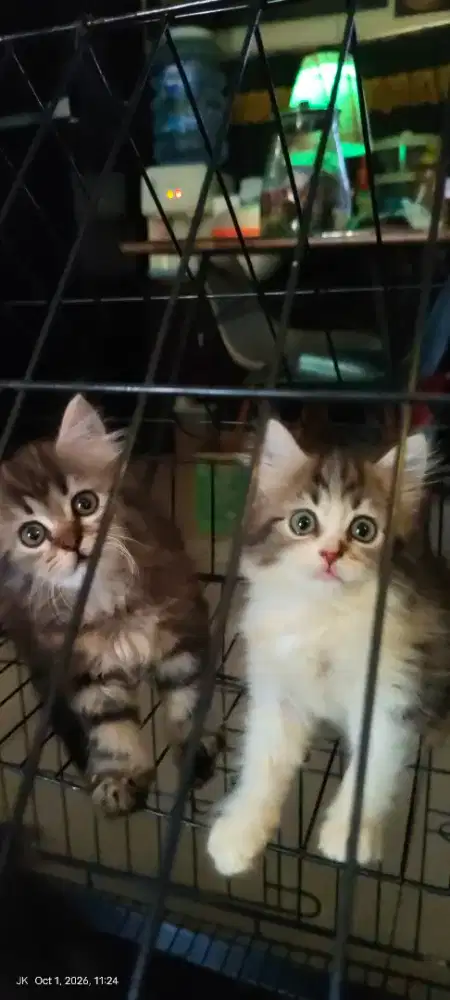 Kucing persia unyuk