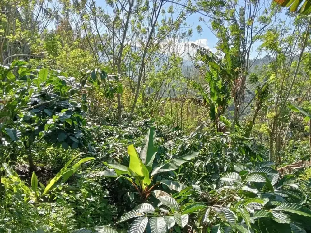 Dijual Tanah Perkebunan Kontur Terasering Cantik Legalitas SHM