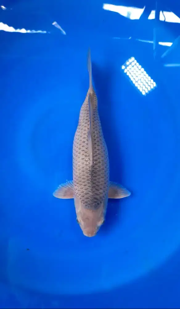 Koi Soramel short body 37cm