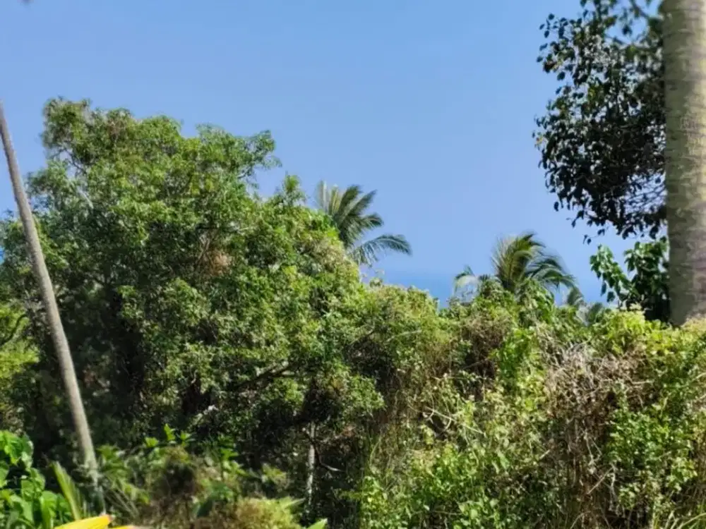Dijual Tanah Murah Luas 14 Are Cocok untuk Bangun Villa /Resort