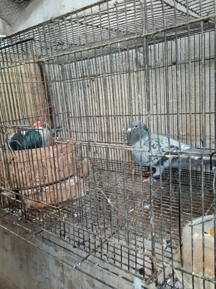 Indukan merpati pos lepasan cirebon
