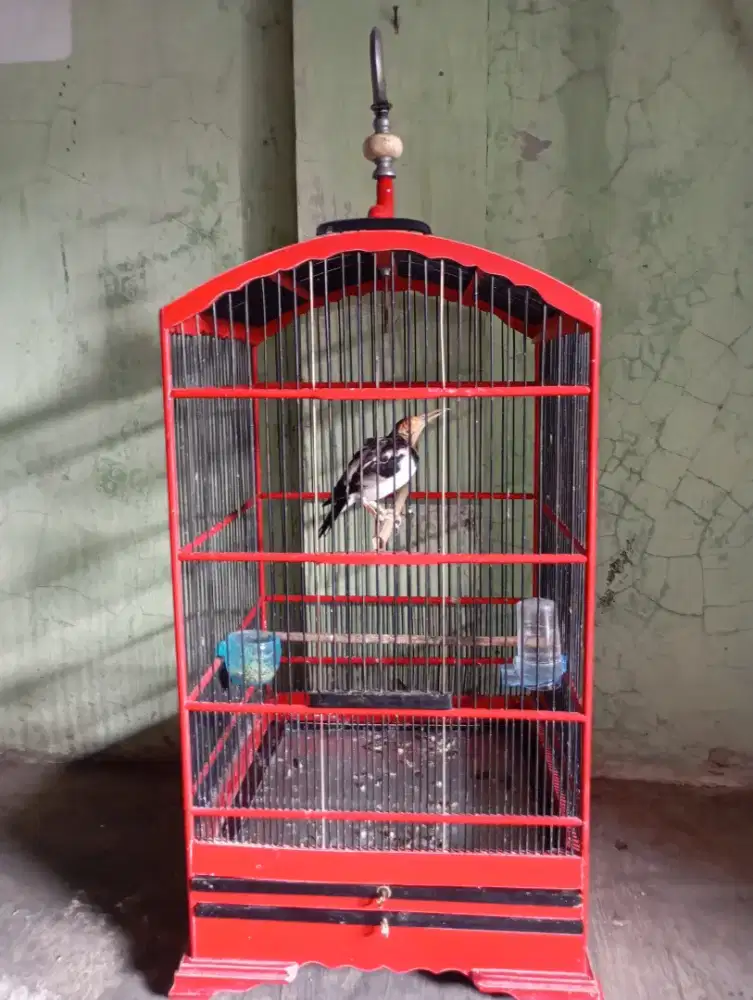 Jalak suren fulset