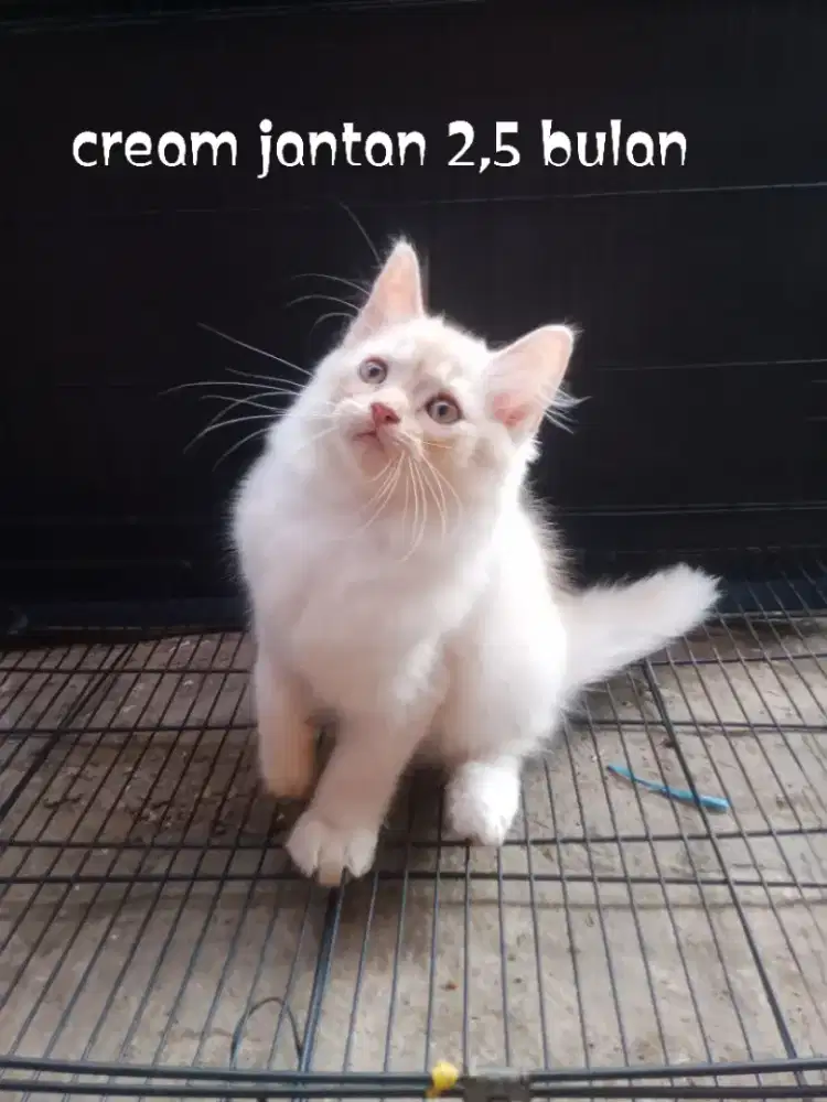 Kucing persia medium