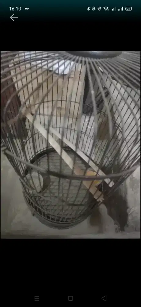 Kandang Lovebird