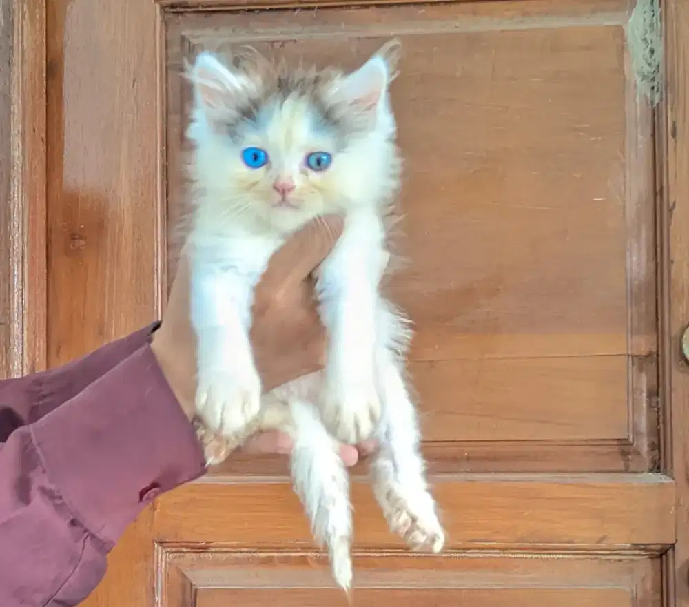 Kiten ras ragdoll jantan odde eye dan blue eyes