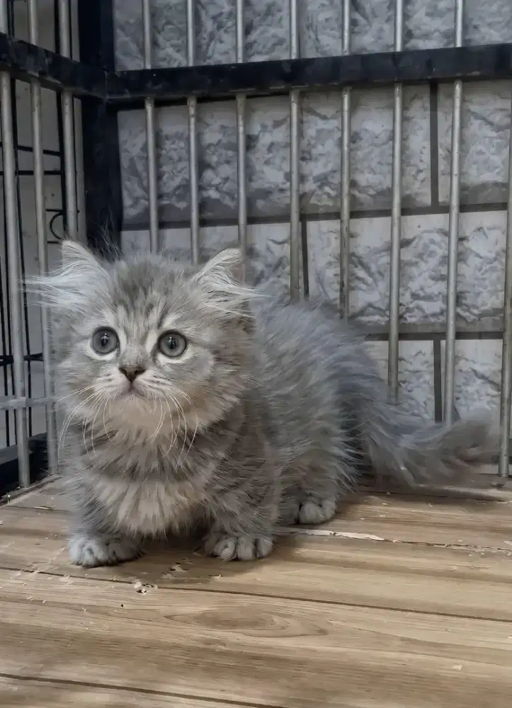 Munchkin Betina
