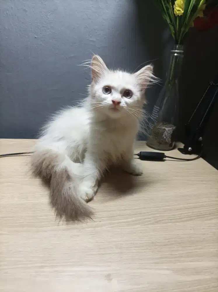 Anakan kucing persia usia 3 bulan