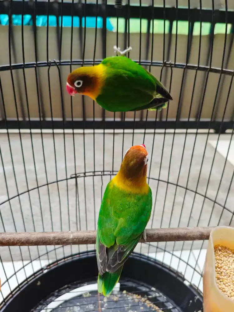 Lovebird sepasang