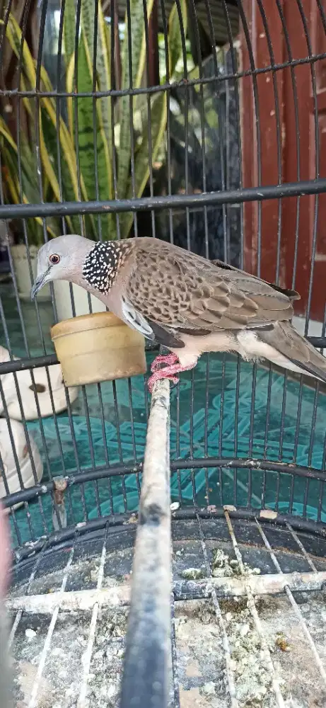 derkuku lokal alam gacor