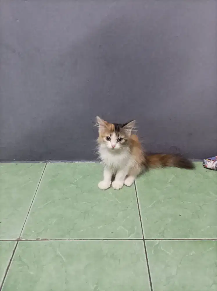 Anak kucing persia 3 warna