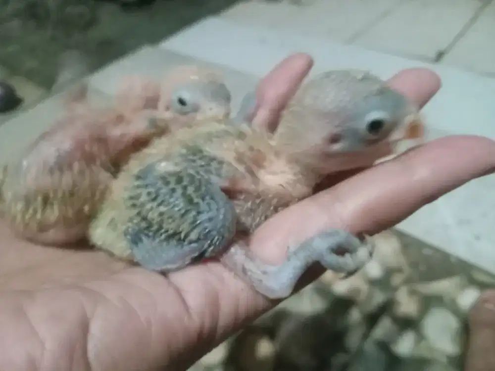 LOVEBIRD LOLOHAN 25 HARI