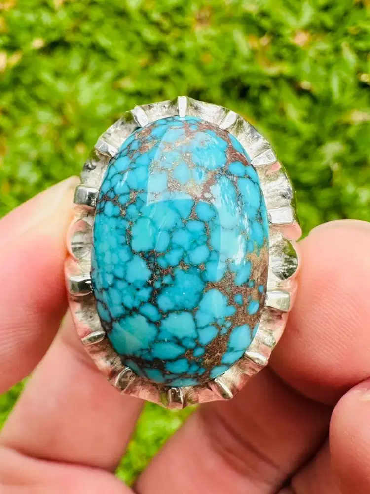 Pirus Persia Biru Iranian