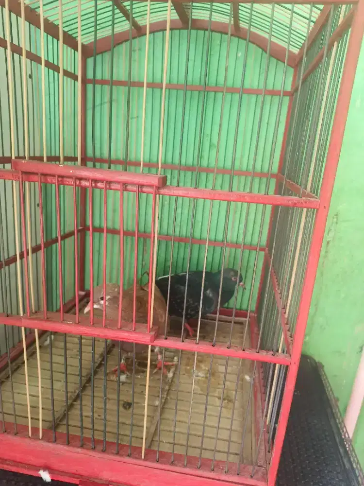 Merpati sepasang