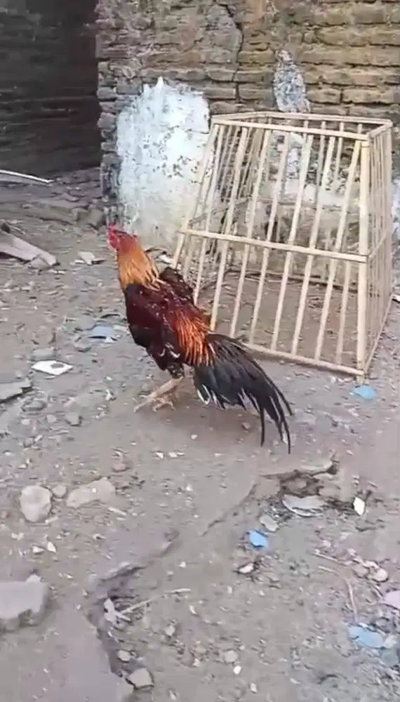 AYAM BANGKOK EKOR LIDI