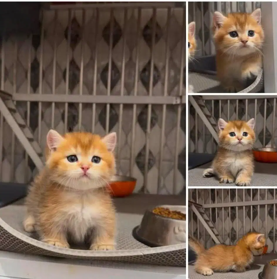 BSH MUNCHKIN GOLDEN JANTAN