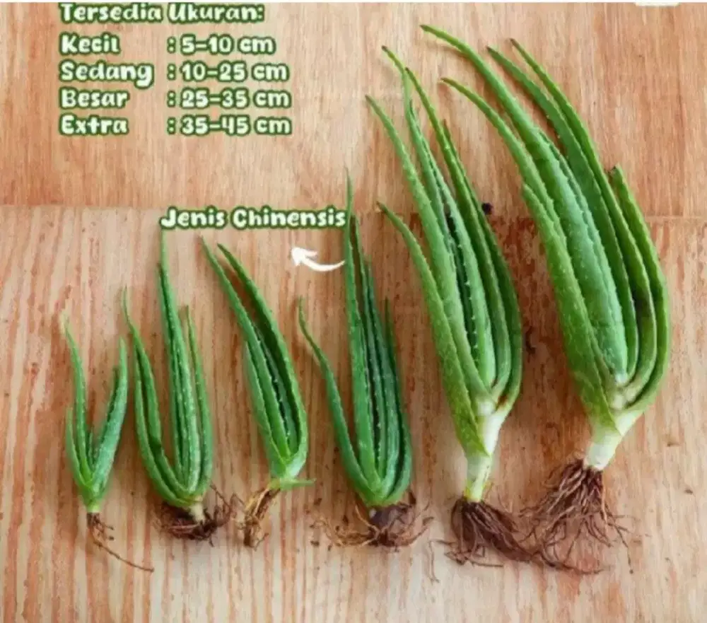 Tanaman Lidah Buaya (Bibit)