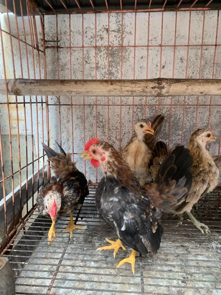 Ayam serama remaja trah selam