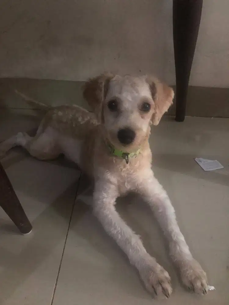 Maltis mix poodle umur 6 bln