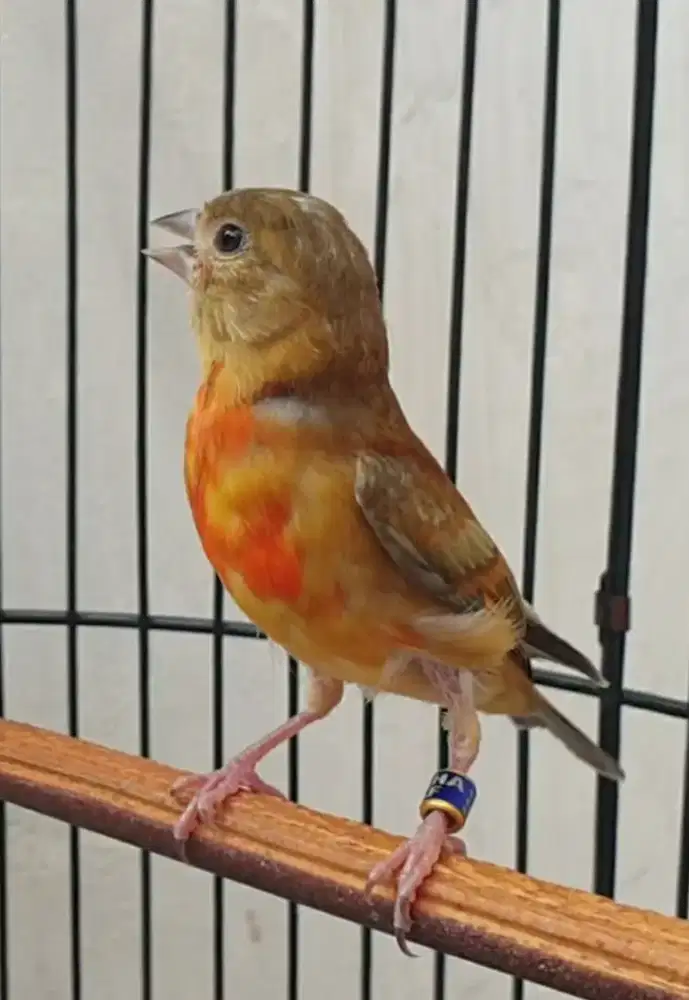 Red siskin dilute jantan 3 bulan