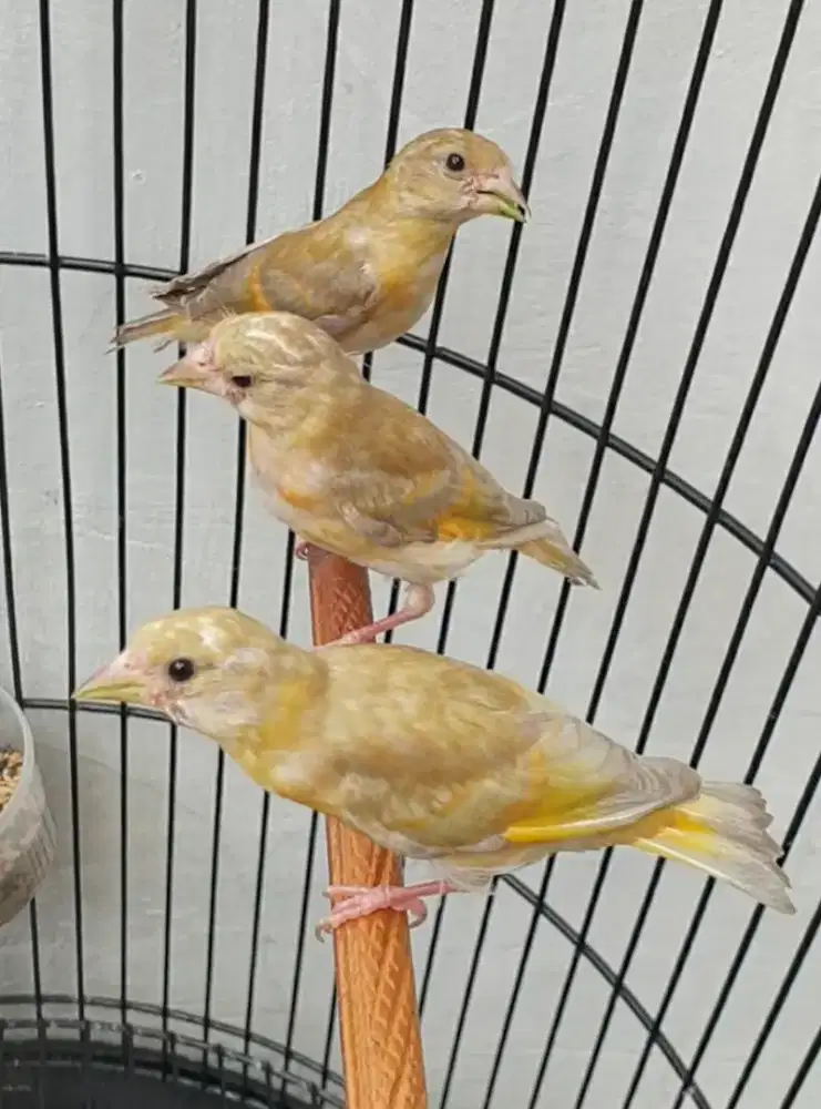 Red siskin betina dd 3 bulan