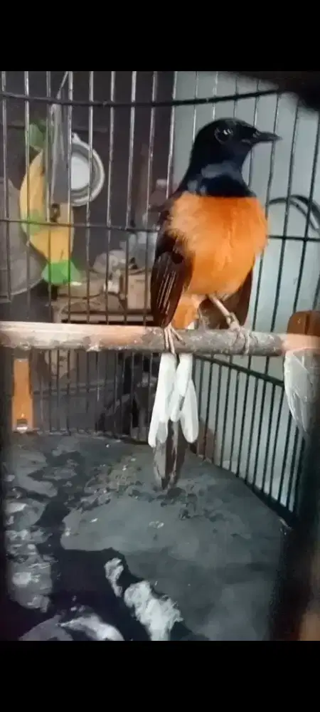 Burung murai medan