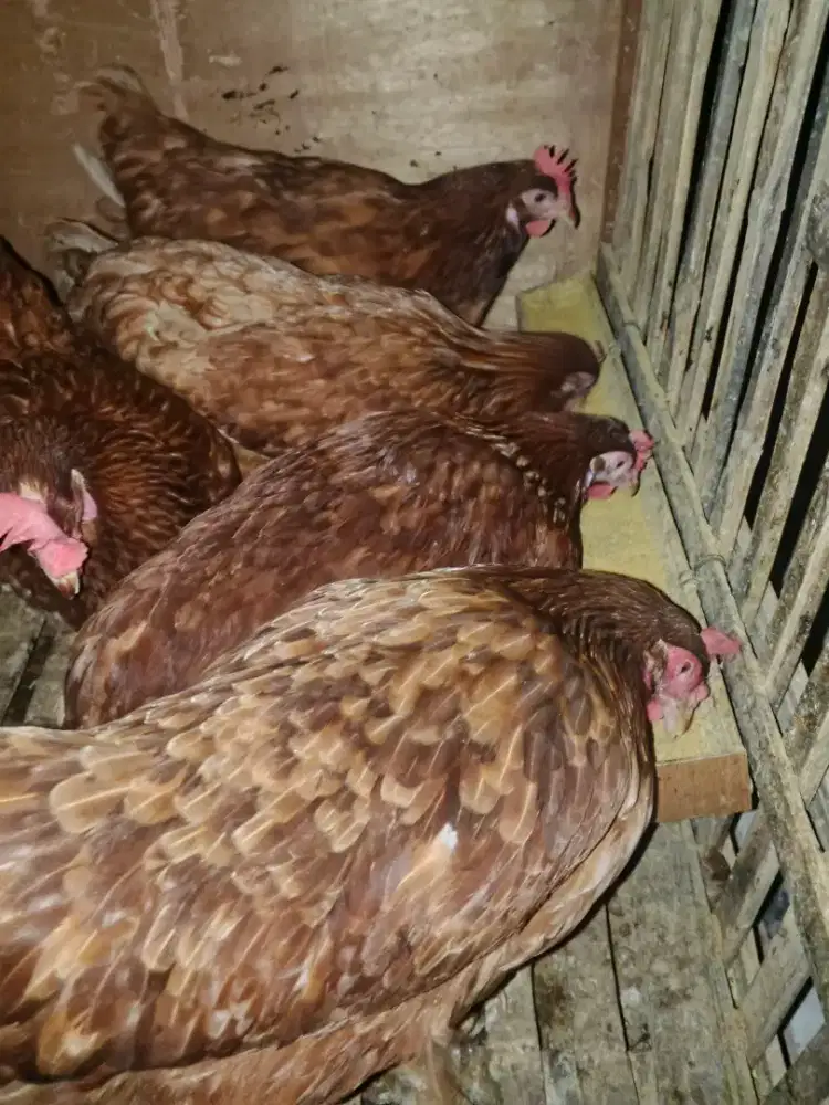 Ayam petelur kampung