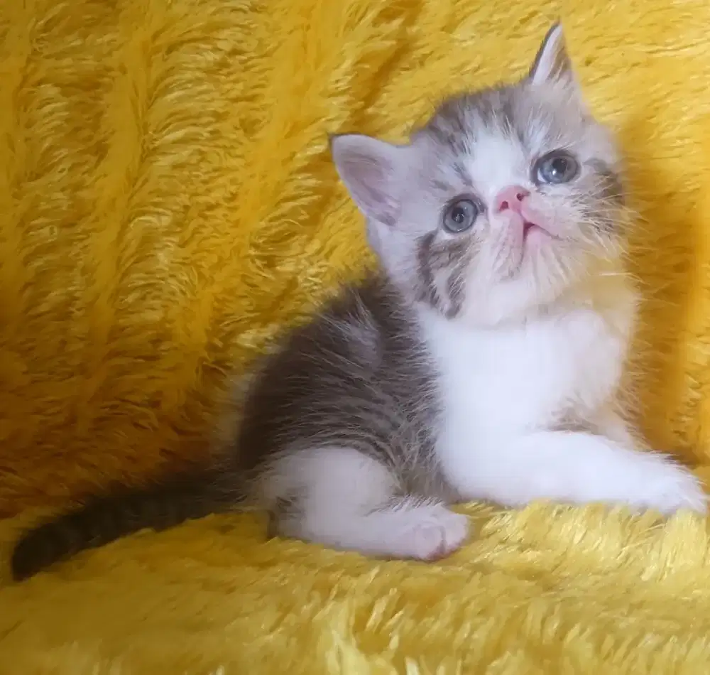 Exotic Peaknose