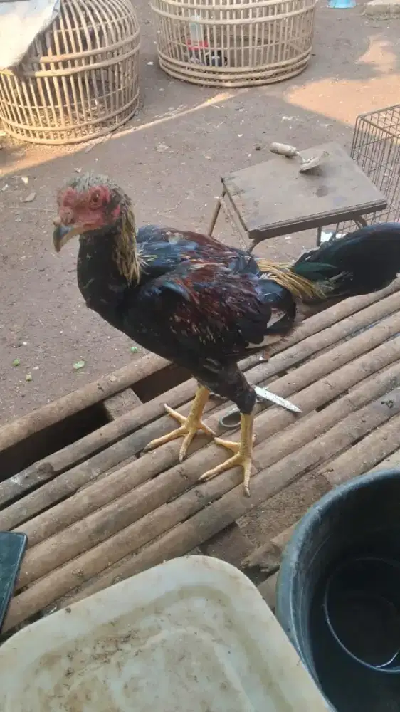 Ayam aduan Pamangon jalak