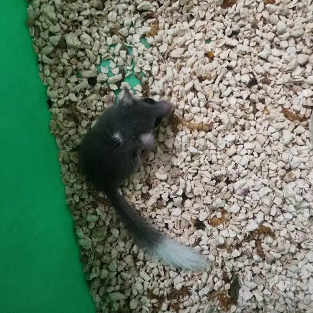 African Pygmy Dormice white tip male dob 15 jul