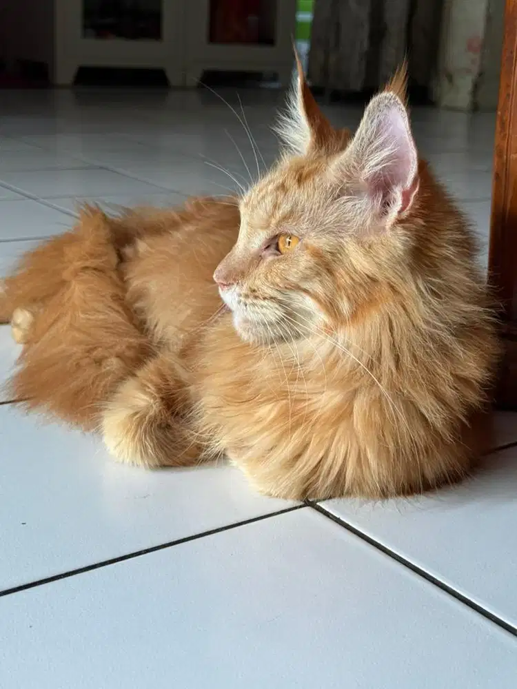 Kucing Maincone Betina
