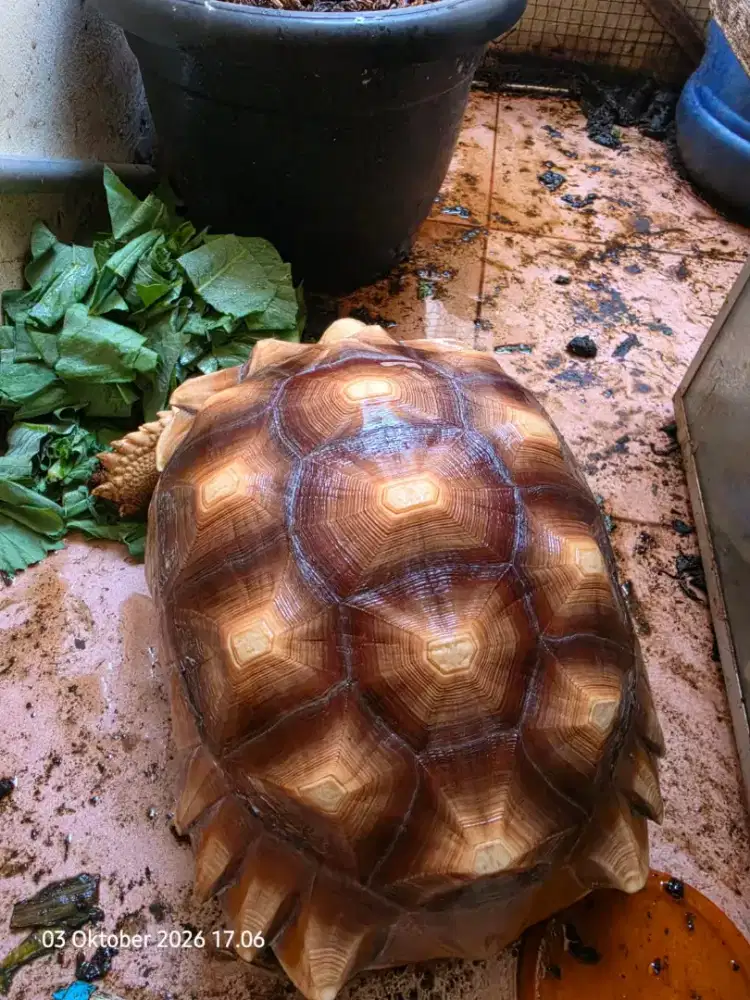 Sulcata jantan 30cm