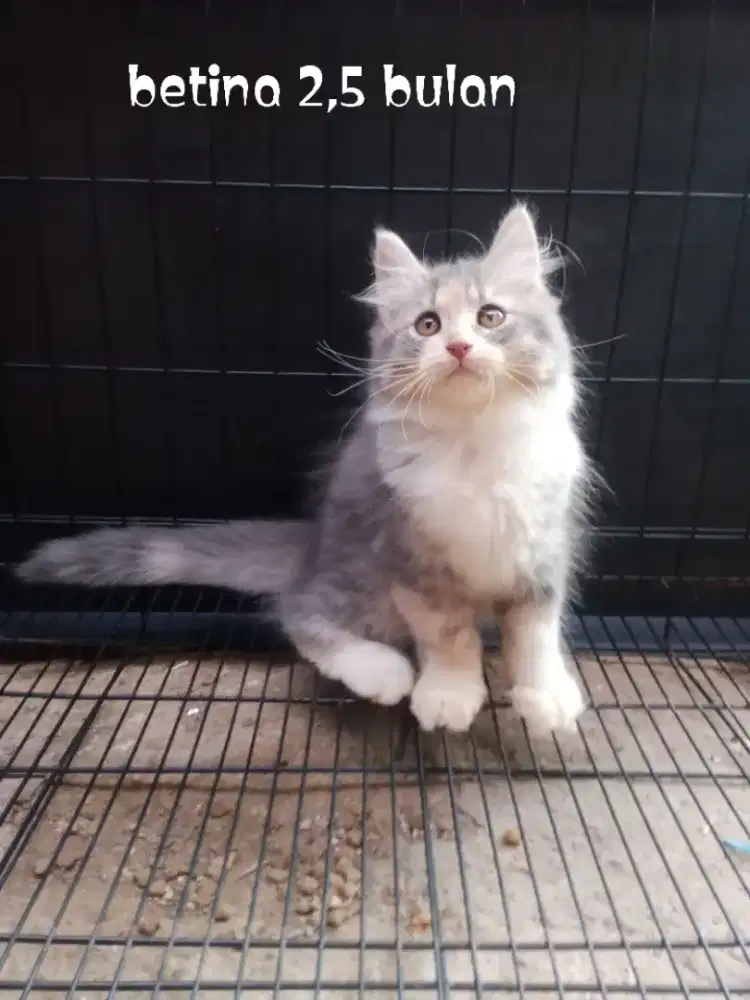 Kucing Persia medium