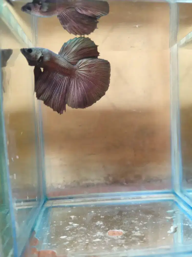 Ikan cupang Halfmoon Cooper